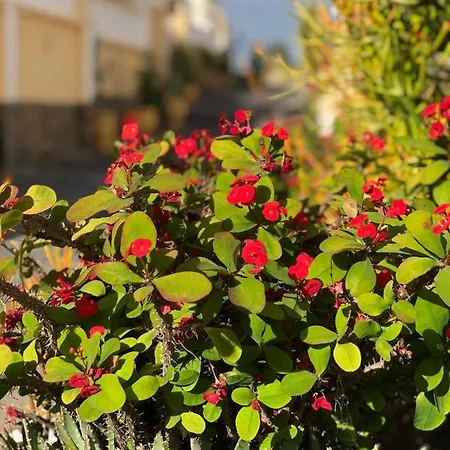 Apartamento Cozy Wi-fi Gratis Costa Adeje (Tenerife)