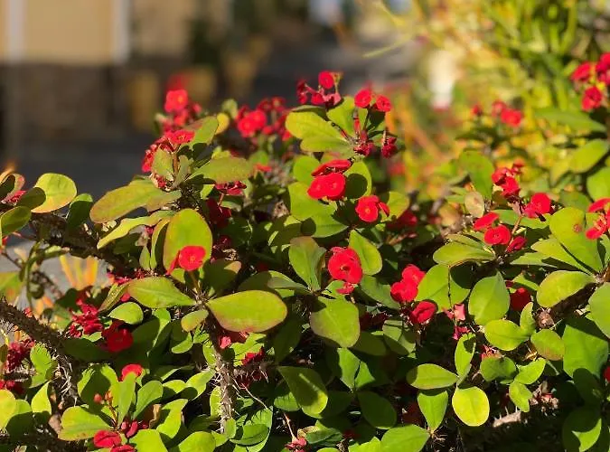 Апартаменти Cozy Wi-fi Gratis Адехе